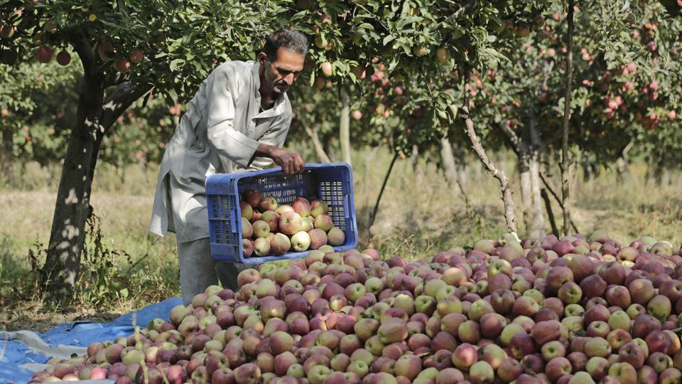 Kashmir Apples Apple harvesting begins in Kashmir’s orchards