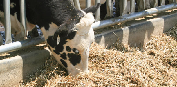 Cabinet approves Draft Bill to ensure quality control of cattle feed to boost milk production