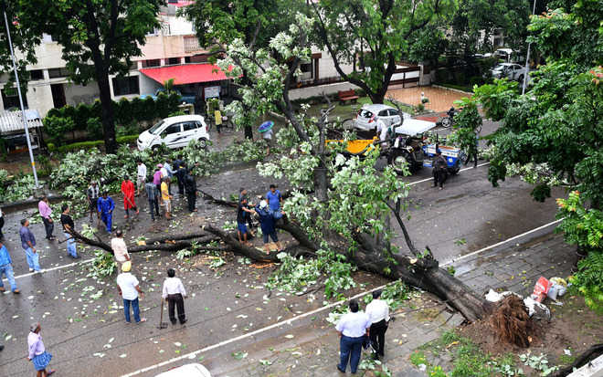 Chandigarh: Man dies, brother hurt as tree falls on them in Sec 10