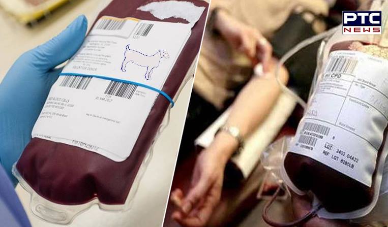 Thalassemia patients to be treated with Goat Blood – soon starting in Ludhiana
