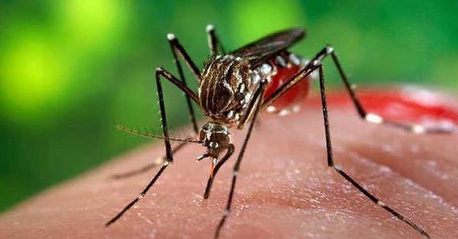 Patiala: 36 cases of Dengue reported in the Royal City since August 1