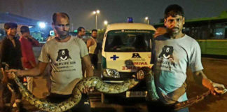 10-ft long python rescued from bus depot at Raj Ghat