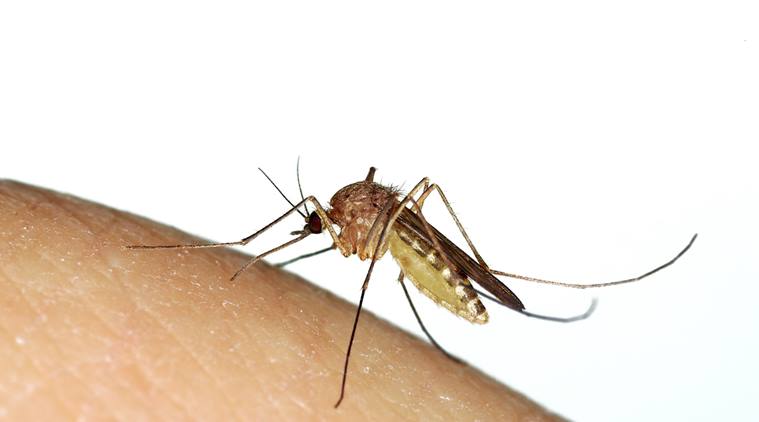 2 die, 1588 people test positive for dengue in HP