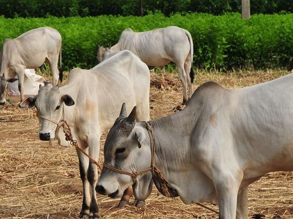 Dung-based soaps, face packs by RSS centre on Amazon