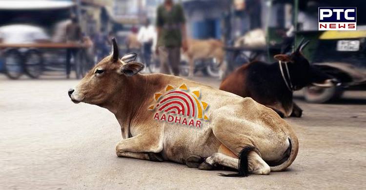 Civic Body To Use Aadhaar to Deal with Stray Cattle