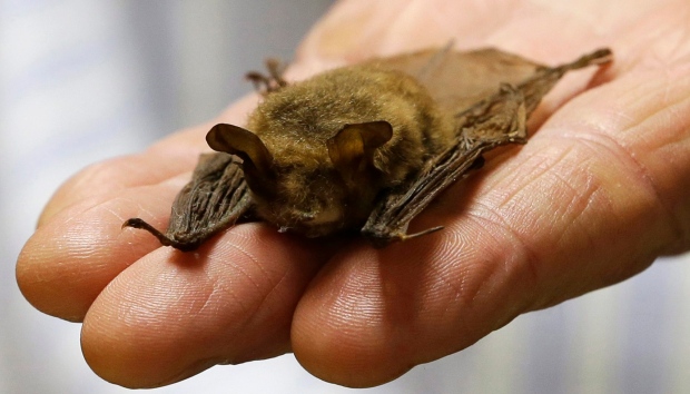 Did you touch bats in Ontario Lake? If yes, don’t forget to test for rabies