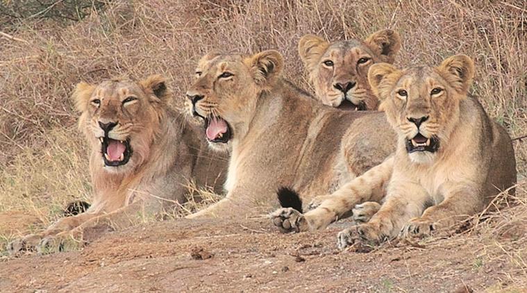 11 Lions Found Dead In Gir Forest, Gujarat Government Ordered Investigation