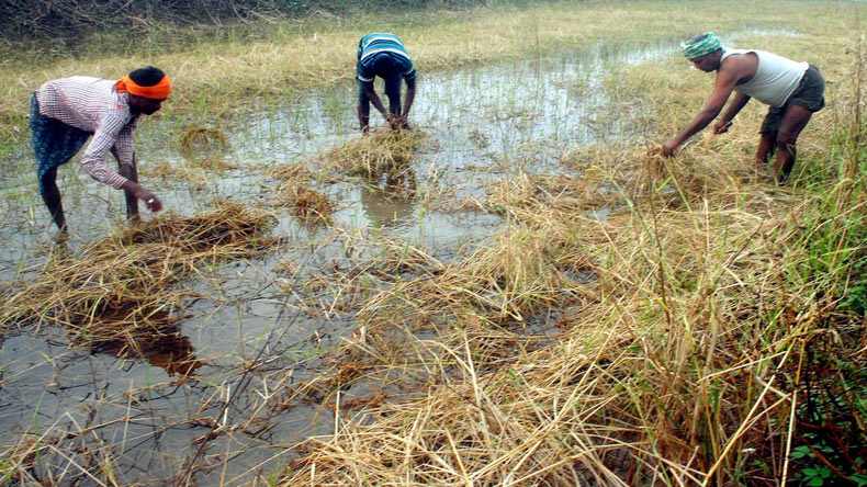 Heavy rainfall in Punjab, Haryana likely to damage paddy crop