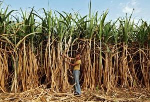 Cabinet Committee On Economic Affairs Approves Rs 5,500 Crore Package For Sugar Industry