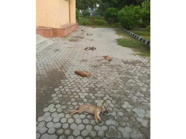 100 stray dogs poisoned to death near Infosys Hyderabad campus