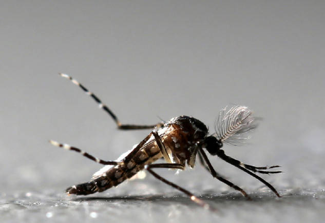 61 Zika virus cases detected in Rajasthan