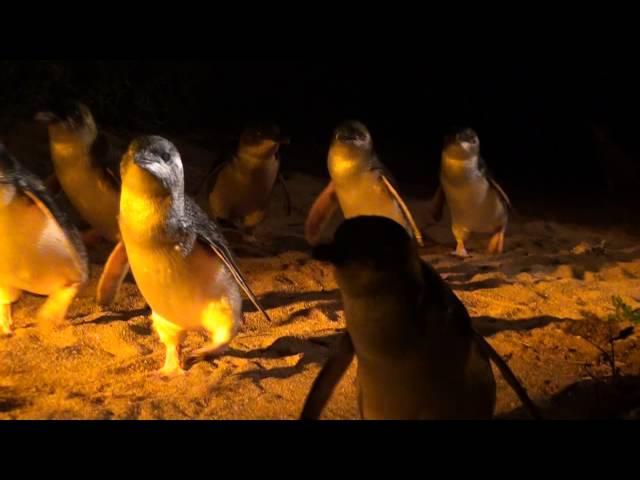 Almost 60 penguins killed in suspected dog attack in Tasmania