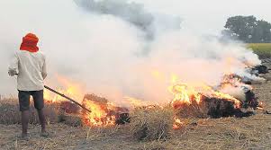 Punjab agri officials instructed against paddy crop stubble burning