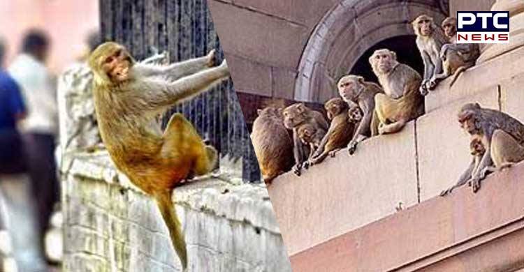 “Ignore the monkeys and walk away”, Lok Sabha issues important notification