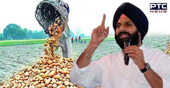 SAD demands Rs 20,000 per acre relief package for crisis hit potato farmers