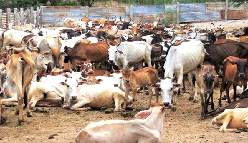 Cow cess imposed in five nagar councils of Gurdaspur district
