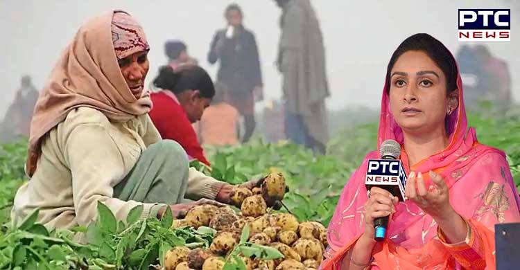 Hawk potatoes outside CM res instead of parliament to make Cong govt listen to plight of potato growers - Harsimrat Badal