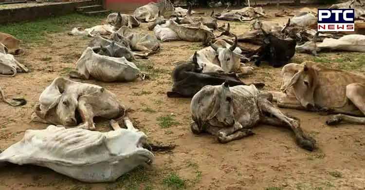 Watch: 15 stray cattle die in 5 days in Muktsar