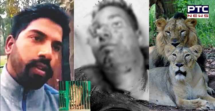 25-year-old man mauled by 2 lions in Chhatbir Zoo