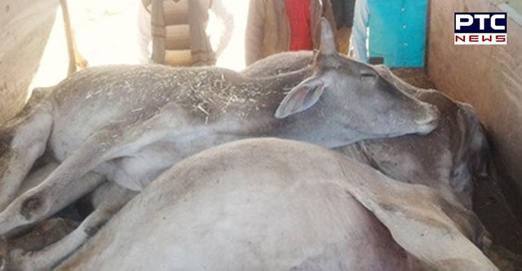 MP: 18 cows die due to cold wave