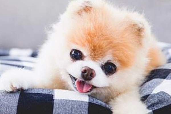 Heartbroken Boo, 'world's cutest dog,' dies aged 12