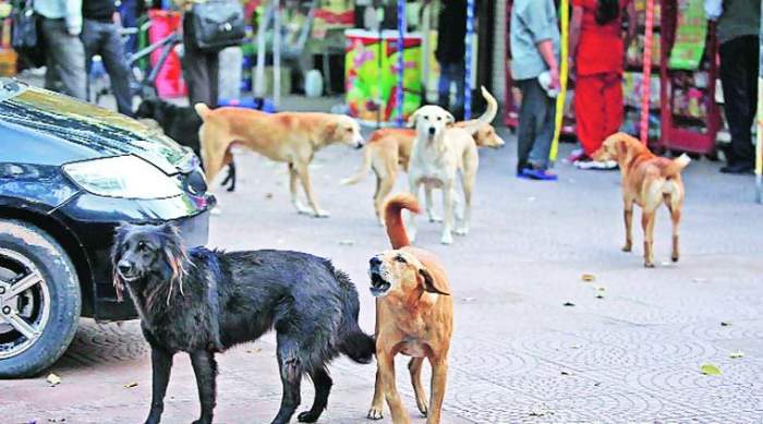 Two-year-old mauled to death by stray dogs in Haryana