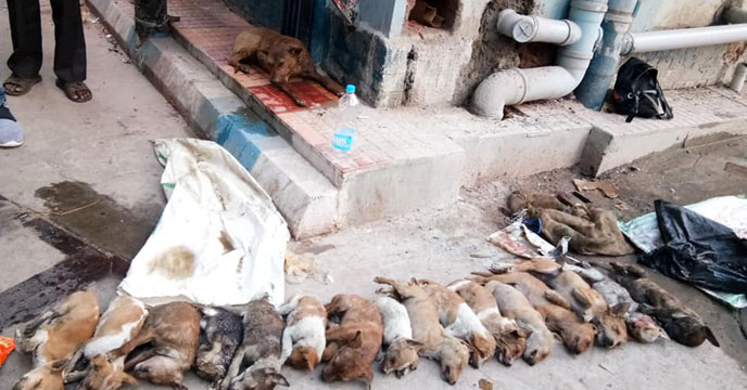 Kolkata: 2 women suspected of killing 16 puppies on NRS Hospital premises