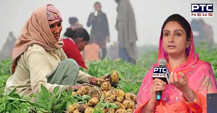 ਕਾਂਗਰਸ ਸਰਕਾਰ ਆਲੂ ਉਤਪਾਦਕਾਂ ਦੇ ਦੁੱਖੜੇ ਸੁਣਾਉਣ ਲਈ ਸੰਸਦ ਦੀ ਥਾਂ ਕੈਪਟਨ ਦੀ ਰਿਹਾਇਸ਼ ਦੇ ਬਾਹਰ ਆਲੂ ਵੇਚੋ : ਹਰਸਿਮਰਤ ਬਾਦਲ Congress government Potato farmers Parliament Captain place potatoes Sell : Harsimrat Badal