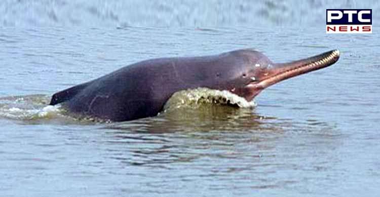 Govt: Indus dolphin is state's aquatic animal | Punjab - PTC News