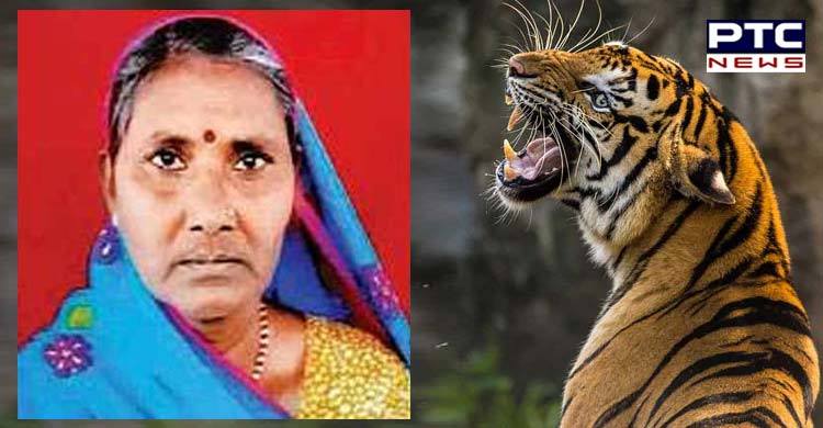 Woman mauled to death by a tiger in Rajasthan