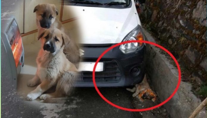 Dog Car Park