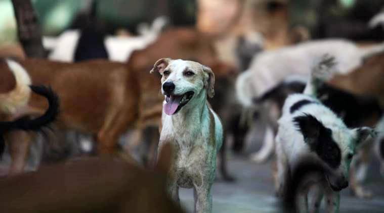 Two-year-old mauled by stray dogs in Punjab