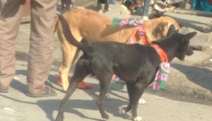 महाराष्ट्र में बीजेपी के स्टीकर लगे कुत्ते को पुलिस ने पकड़ा