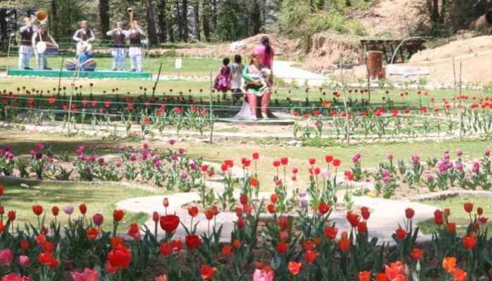 Tulip Garden Shimla Tulip Garden Shimla