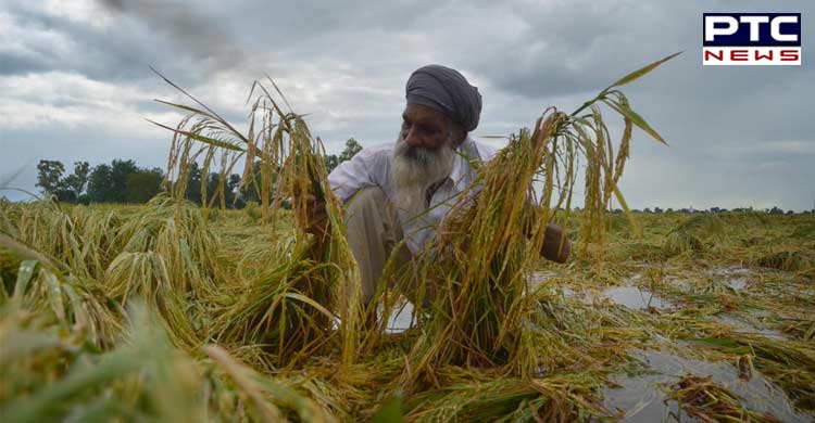 Heavy rains, hailstorm in Punjab & Haryana; Farmers worried
