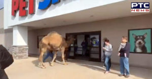 camel