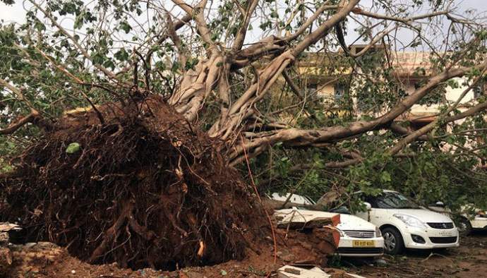 Bhubaneswar loses over one million trees in Cyclone Fani
