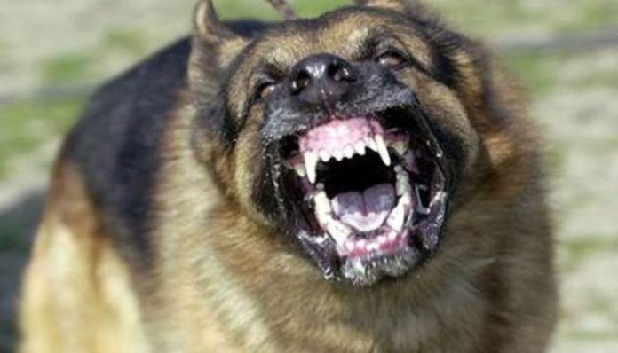 Dog Bite 1 Dog Bite 1