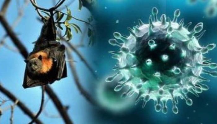 केरल में निपाह वायरस की दस्तक, सरकार ने एहतियाती कदम उठाने किए शुरू