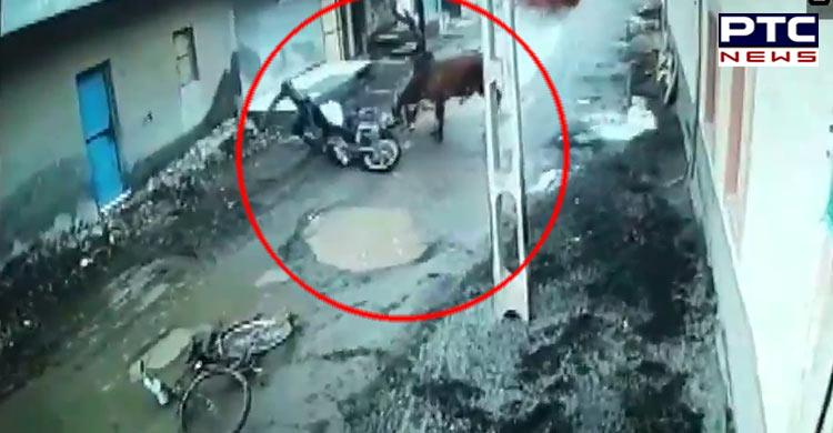 Gujarat Animal conflict: Bull goes violent, injures two men near Rajkot, Watch video