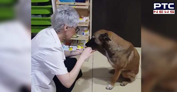 Street dog goes to the pharmacy to show injured paw, video goes viral, pours love across social media