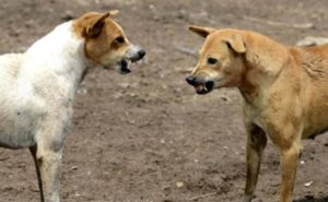 stray-dogs