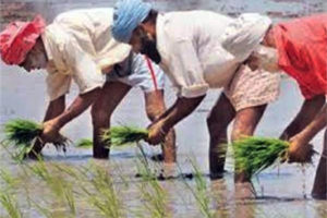Punjab Chandigarh including Punjab Monsoon ,weather pleasant