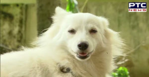 Kerala: Pomeranian dog illicit relationship owner dog next door