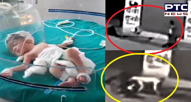Haryana: Woman throws Baby Girl in a Drain wrapped in a plastic, Dogs Save the Newborn, watch video