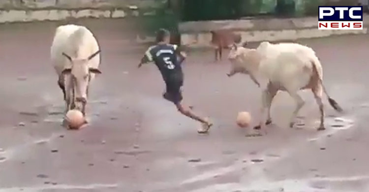 Watch: Bull playing football with local kids, Harsha Bhogle himself shares viral video