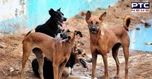 Bhogpur: Stray Dogs Migrant laborer Attack , Death