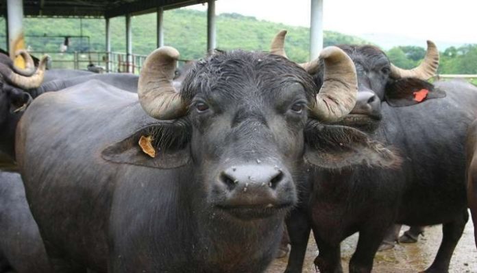 murrah_buffalo murrah_buffalo
