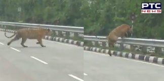 Viral Video of a tiger crossing National Highway near Nagpur