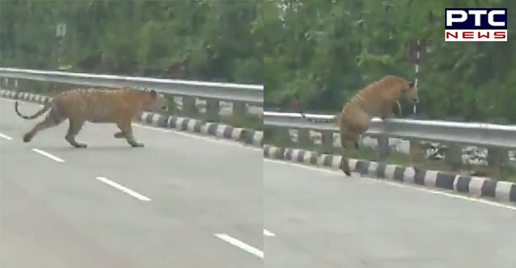 Viral Video of a tiger crossing National Highway near Nagpur